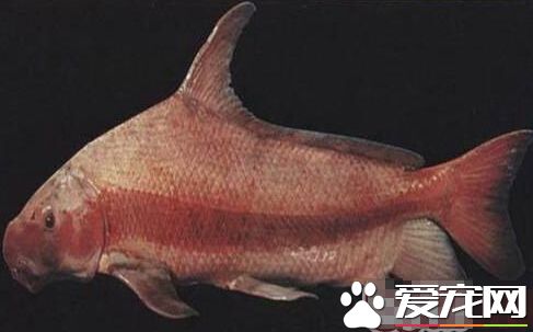 胭脂鱼的品种简介 胭脂鱼中国的稀有鱼种