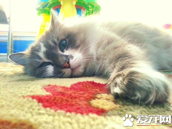 10岁喵越老越美 大眼变成异色瞳