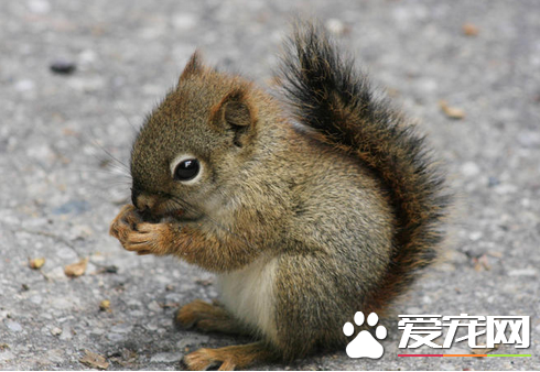 如何选购松鼠 从精神状态与形态特征来挑选