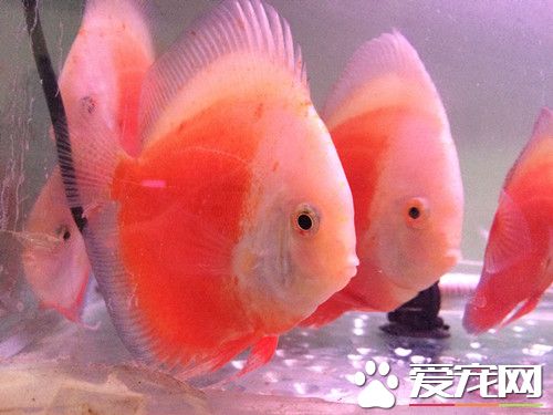 鱼的斜管虫病 可用高锰酸钾或食盐来治疗