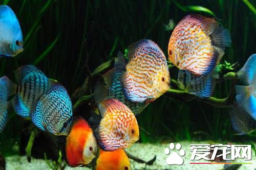 鱼的口丝虫病 可选用硫酸铜方法来治疗