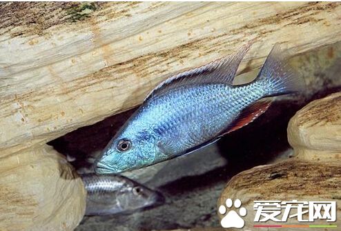 马面鲷品种简介 马面鲷外观上非常怪异