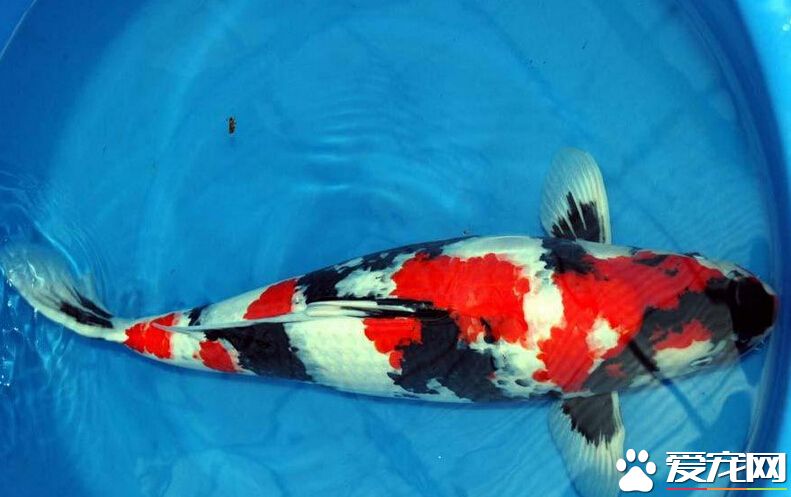 什么是昭和三色锦鲤 是当下很热门的鱼宠