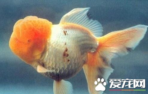 黄高头的外形特点 黄高头体色洁白无瑕