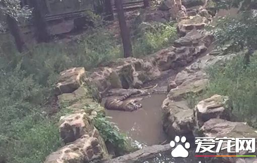 1雌虎遭8雄虎围攻致死 动物园竟等收尸