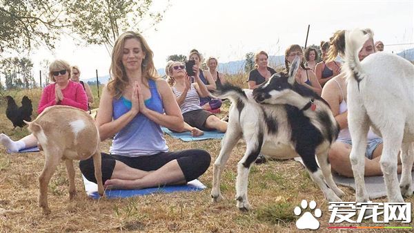 农场变教室 可爱动物陪你一起作瑜珈