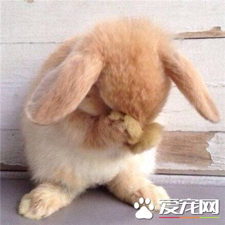 小兔子 ，脸大得我都不好意思了。