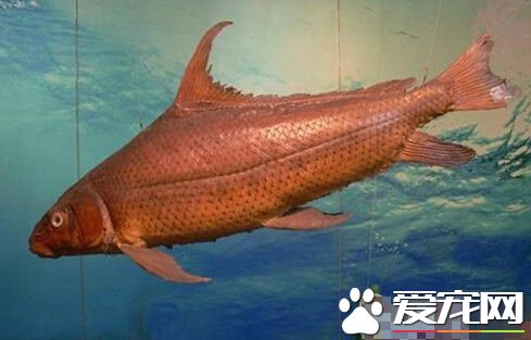 胭脂鱼的外形特点 不同阶段体形也不同