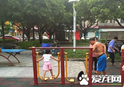 宠物狗爱上漫步机荡秋千 不肯下来