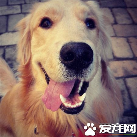 臭宝贝玩儿高兴了呗，甩着大舌头！