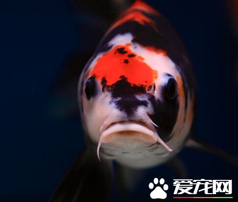 怎么分辨昭和三色的好坏 三个方法分享