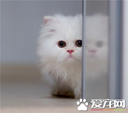 喵星人，偷偷看。。。偷偷看。。。