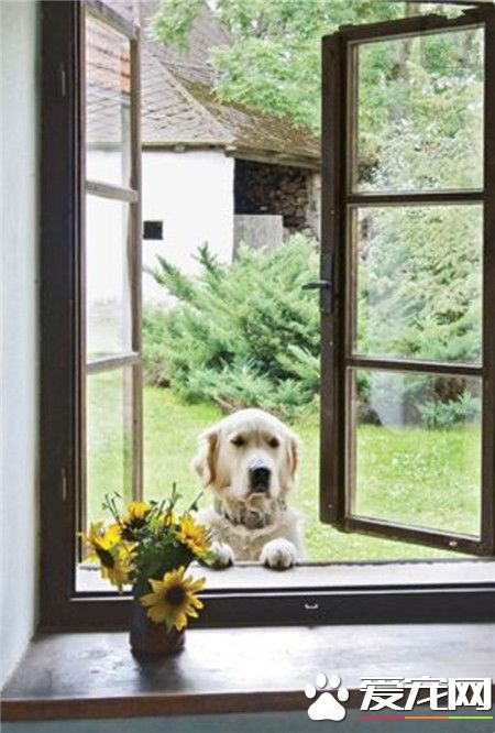 你家铲屎官今天又在家呢，看来不能愉快的玩耍了！