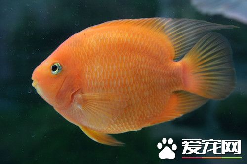 鱼病发生的主要原因 水质水温失宜会出现鱼病