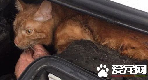 抛锚发现引擎盖有猫 暖男超耐心安抚