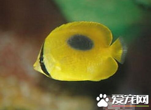 镜斑蝴蝶鱼的外形特点 鱼体的黄色的
