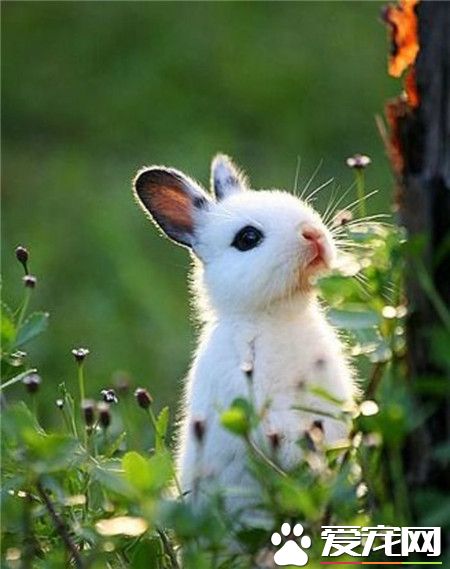 呼~终于可以做一只安静的兔子。