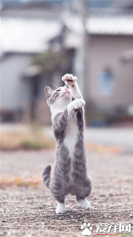 你就是广场舞领舞喵！