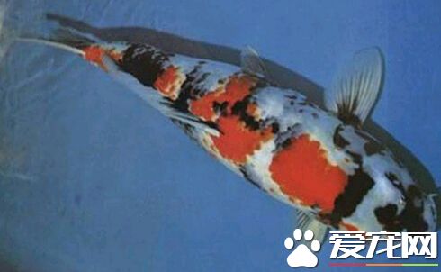 如何鉴赏挑选昭和三色 颜色和体型上分辨