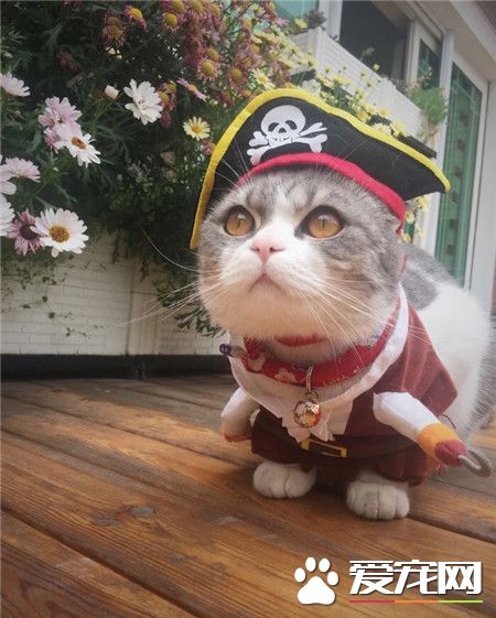 我可是要当海贼王的男人！