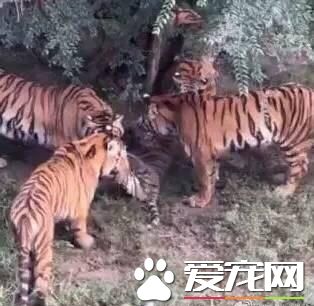 1雌虎遭8雄虎围攻致死 动物园竟等收尸