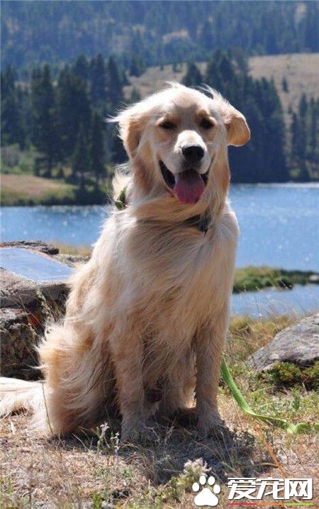 风中凌乱的金毛，一副大义凛凛的样子！