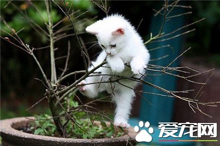 我们喵星人天生就会爬树，看我的！