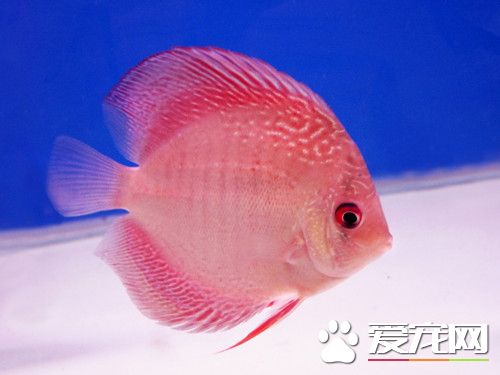 鱼鳞立病的治疗方法 涂抹皮炎平有较好效果