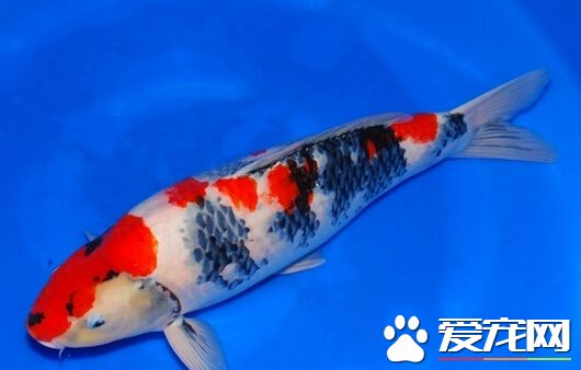 昭和三色锦鲤的区别 带你了解昭和三色
