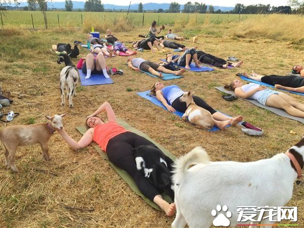 农场变教室 可爱动物陪你一起作瑜珈