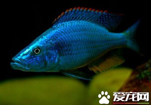 马面鲷外形特点 马面鲷的体型像一把刀