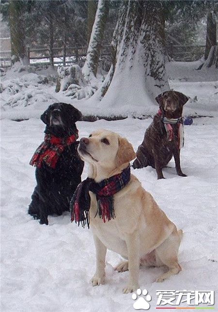 看到雪地里的这三只，你想起了谁呢？