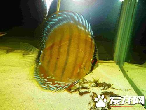 鱼全身长满白点怎么办 可能是患了小白点病