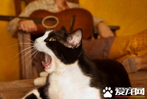 为何家猫很少超过12公斤 日研究因为大猫太强了