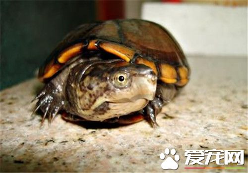 乌龟皮肤溃烂 可以用双氧水做消毒处理