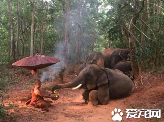 佛法无边 泰国4头大象森林中跪地拜苦僧侣