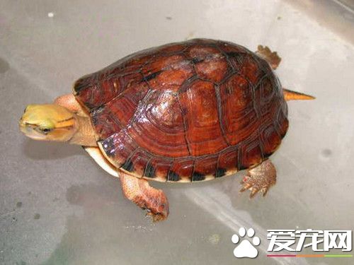 乌龟蜕皮怎么回事 能够促进甲壳进行脱皮