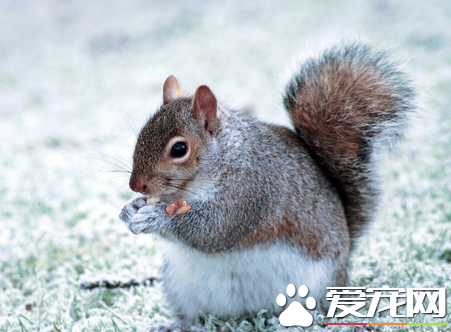 养松鼠的注意事项 家养松鼠务必注意三点