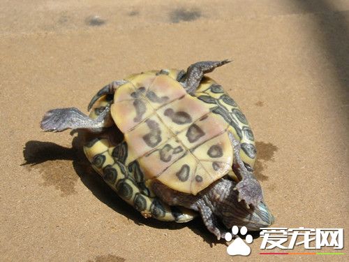 乌龟眼睛肿了睁不开 眼睛是否有白肿的现象