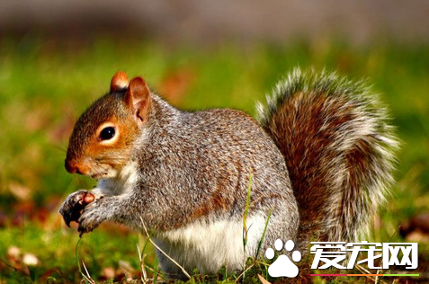 松鼠的常见疾病的防治 七大最常见疾病