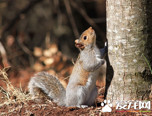 怎么训练松鼠 1-2个月的松鼠最容易驯养
