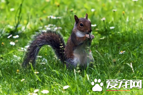 松鼠的选购要点 八大方法教你选购健康松鼠