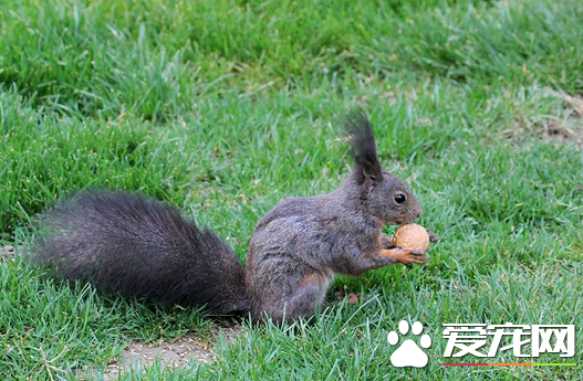 松鼠的饲养方法 松鼠的饲养环境及饲喂管理