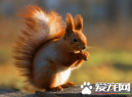 松鼠常见疾病防治 松鼠的螨虫及真菌疾病防治