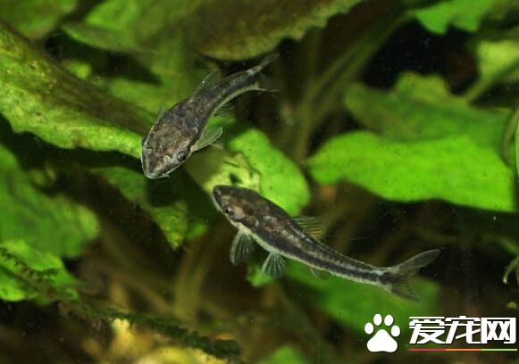 小精灵是什么鱼 很温顺基本没有攻击性