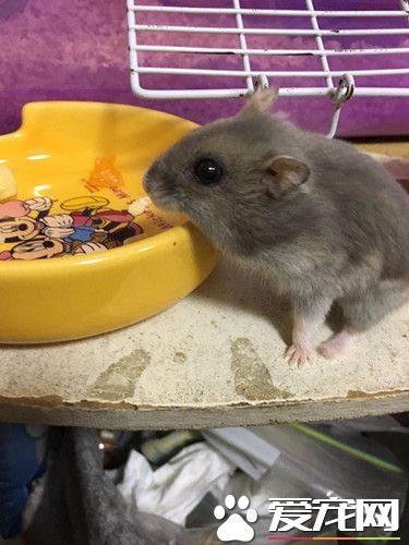 仓鼠聪明挑鱼刺 更是会餐桌礼仪吃软不吃硬