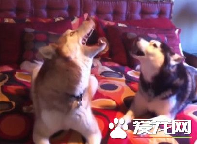哈士奇还会二重唱 彻夜高歌陶醉飙高音