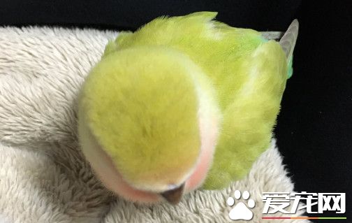 胖到肉肉溢出来 小鹦鹉被收养后变成网球