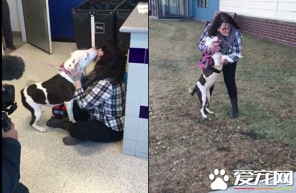 比特犬被误报是危险犬种 22个月再见主人兴奋舌头洗脸