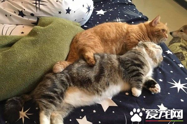 橘猫埋伏在兔子笼旁 伸手想偷捞柳丁干